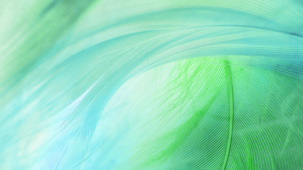 Fine feathers coloured in green and blue